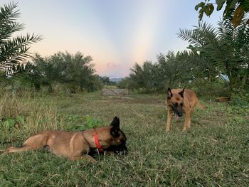 View of a dog on field