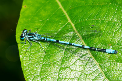 Close-up of insect on leaf