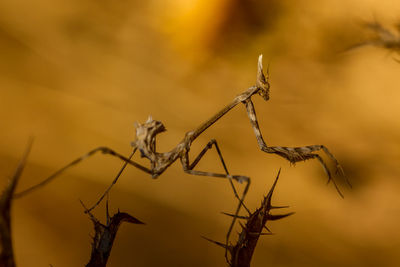 Close-up of praying mantis on plant stem