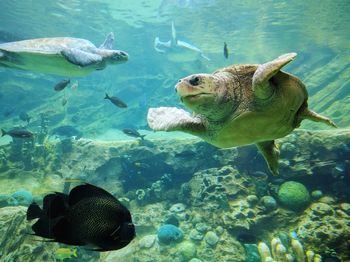 Turtles and fish swimming undersea