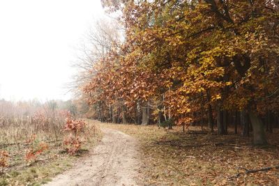 Road amidst trees in forest during autumn