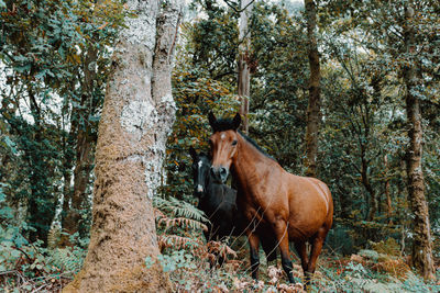 Horse in a forest