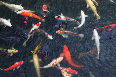 High angle view of koi carps swimming in lake