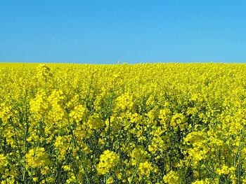 Scenic view of oilseed rape field against clear sky