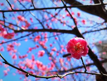 Low angle view of cherry blossom