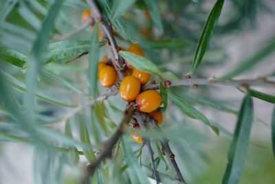 Close-up of fruits on tree