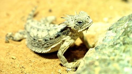 Close-up of a lizard on rock