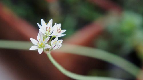 Close-up of flowers blooming outdoors