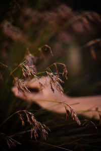 Close-up of dry plant on field