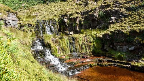 Panoramic view of trees in forest