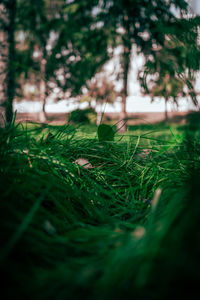 Close-up of grass growing on field