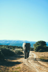 Elephant walking on dirt road against clear blue sky