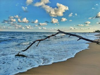 Driftwood on beach against sky