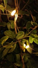 Close-up of illuminated plant at night