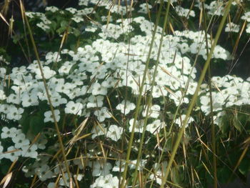 plant