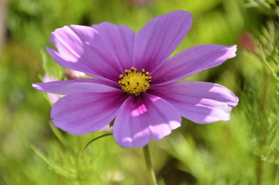 Close-up of purple cosmos flower