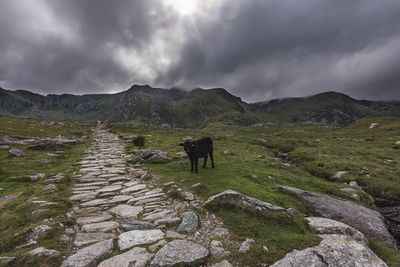 Cow standing by pathway on hill against cloudy sky