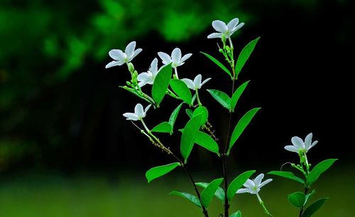 Close-up of white flowering plant