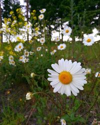 White flowers blooming on plant