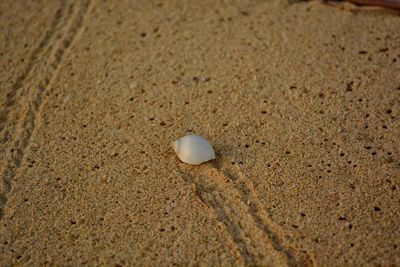 High angle view of a shells on sand