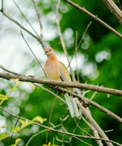 Low angle view of bird perching on branch