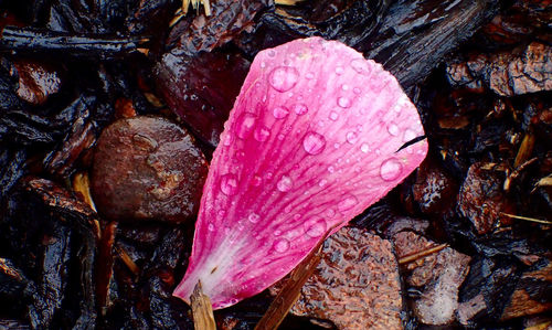 Close-up of wet pink leaf during autumn