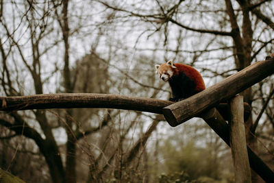 Bird perching on a tree