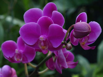 Close-up of pink orchids