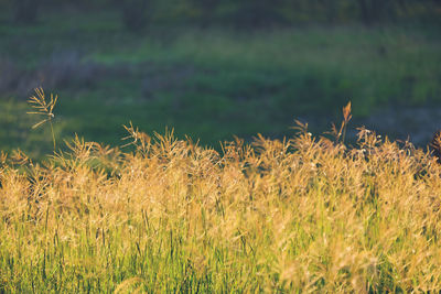 Close-up of stalks in field