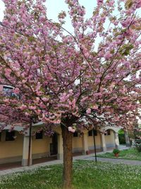 Cherry blossom tree in park