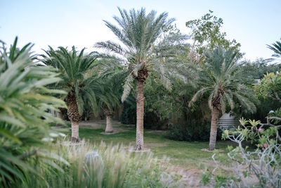 Palm trees on field against sky