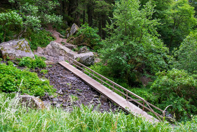 Railroad tracks amidst trees in forest