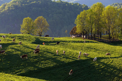 View of sheep grazing on field