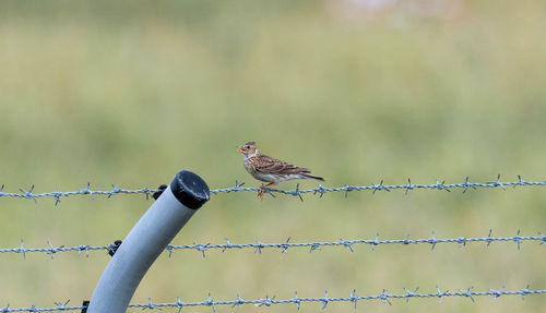 Bird perching on a barbed wire