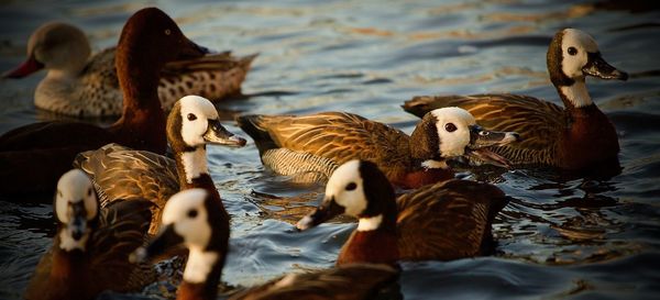 Flock of birds in lake