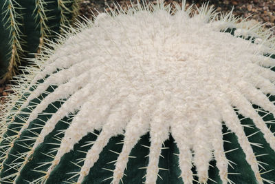 Close-up of cactus plant