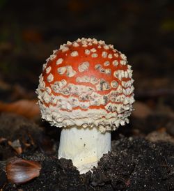 Close-up of mushroom growing on field