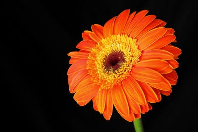 Close-up of orange gerbera daisy against black background