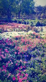 View of flowering plants and trees in park