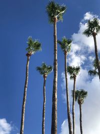 Low angle view of coconut palm trees against blue sky