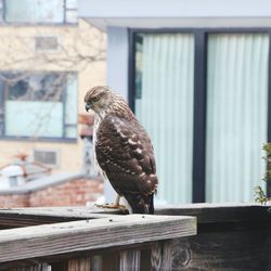 Close-up of bird perching on railing