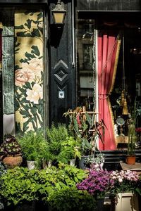 Close-up of flowers hanging on window