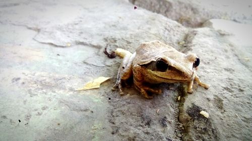 Close-up of lizard