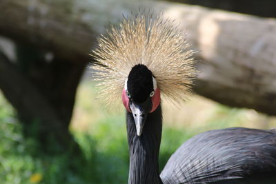 Close-up portrait of a bird