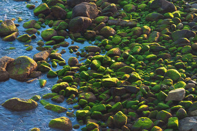 Close-up of pebbles in water