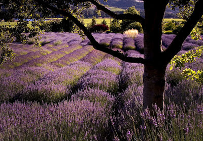 Close-up of purple tree against sky