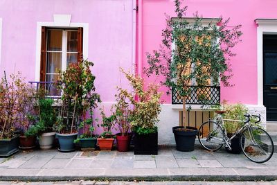 Potted plants outside building