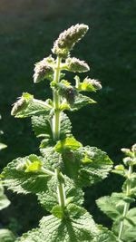 Close-up of fresh green plant