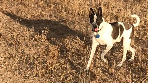 Dog on field