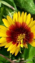 Close-up of yellow flower blooming outdoors